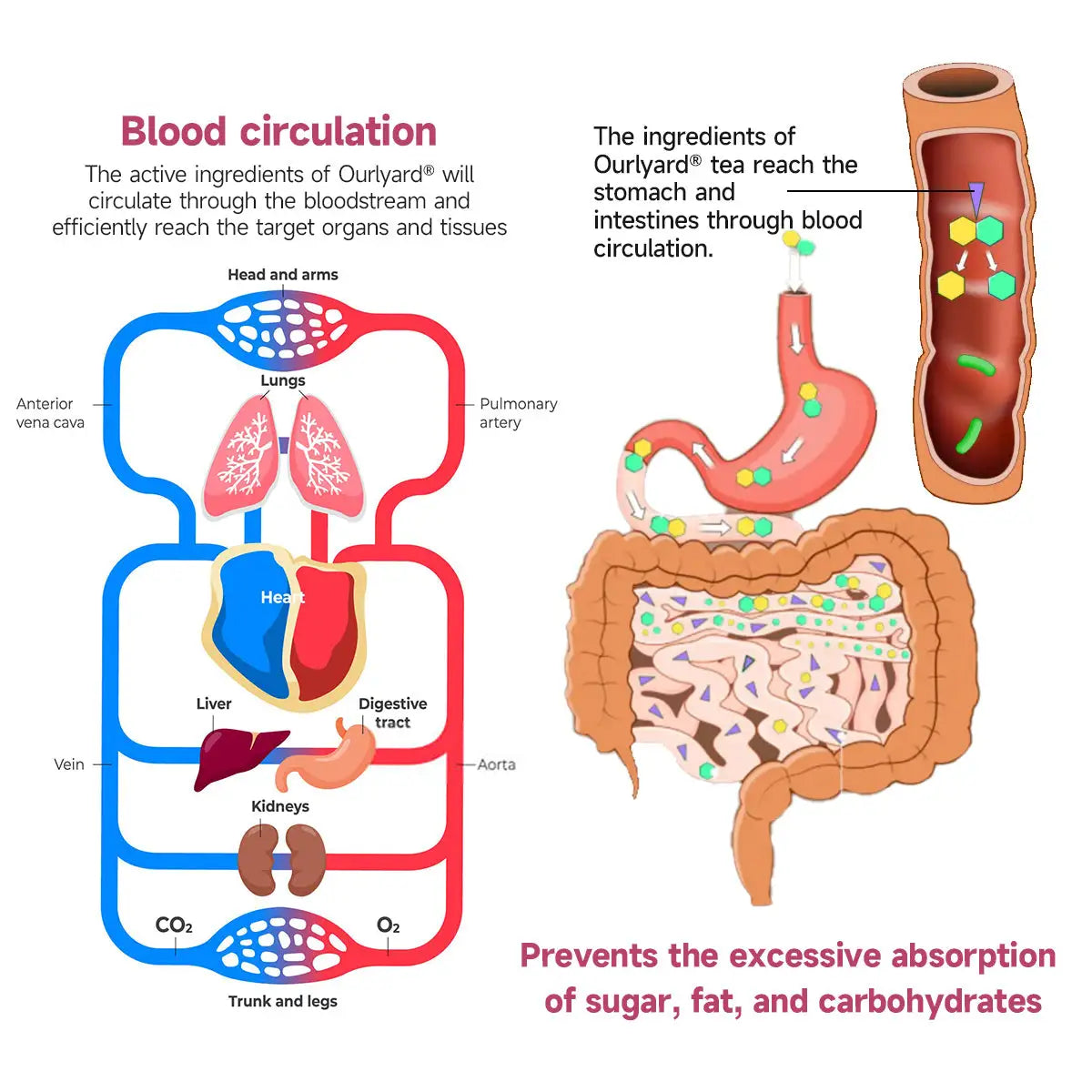 Ourlyard® Fat Burning & Blood Sugar Support Super Yerba Mate Instant Tea Powder